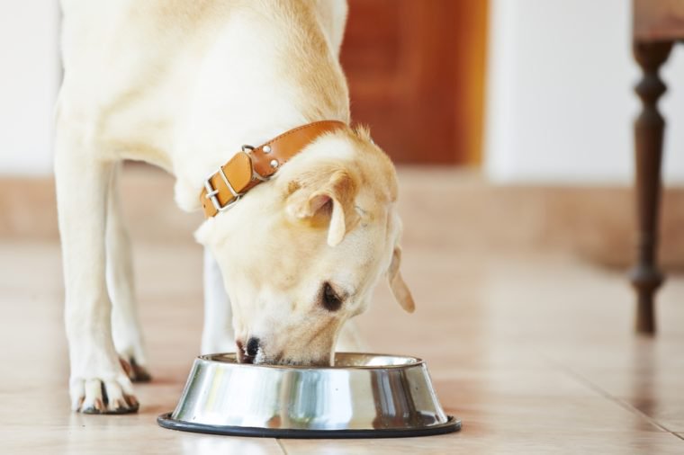 Hungry labrador retriever is feeding at home.