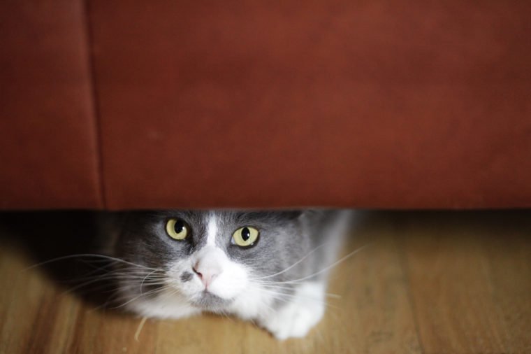cat hiding under couch
