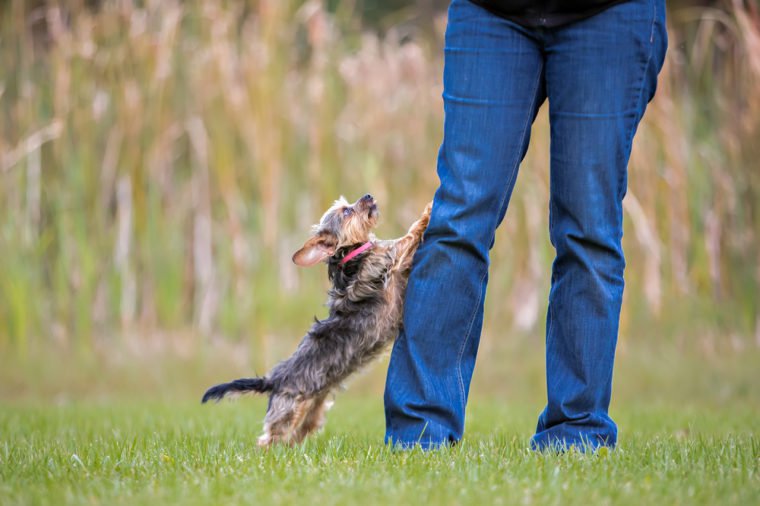 Yorkie jumping up at owners legs