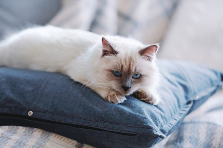 Color-point cat lying on a sofa in living room, close up