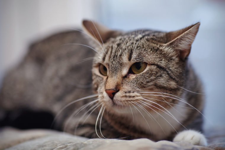 Angry striped cat of a gray color
