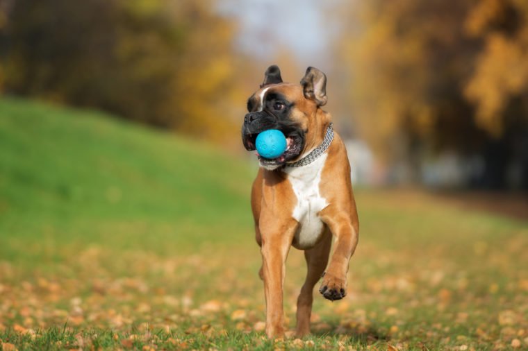 happy german boxer dog playing with a ball in autumn