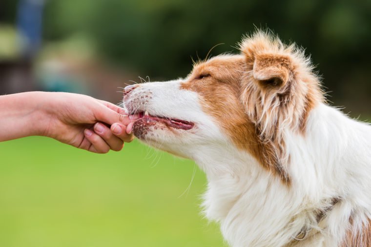 girl gives an Australian Shepherd dog a treat
