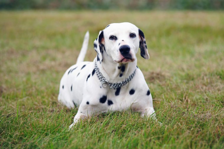 Dalmatian dog lying outdoors on a green grass in a field