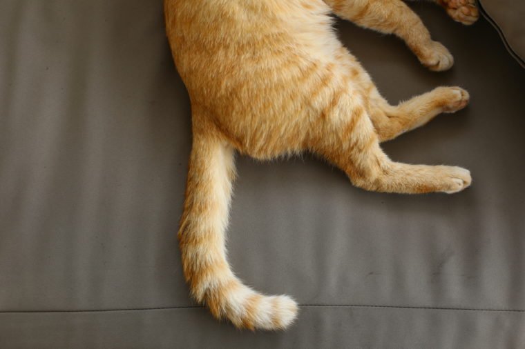 Cat tail on the sofa