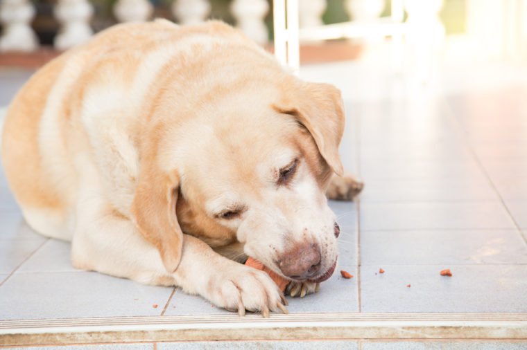 dow chewing toy dental healthy