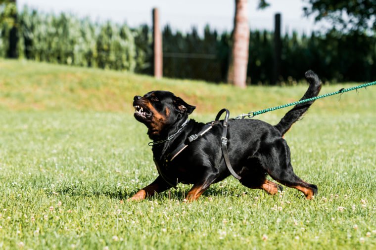 Agressive rotweiler