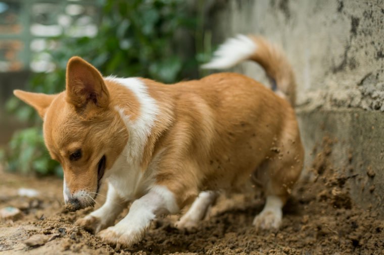 corgi