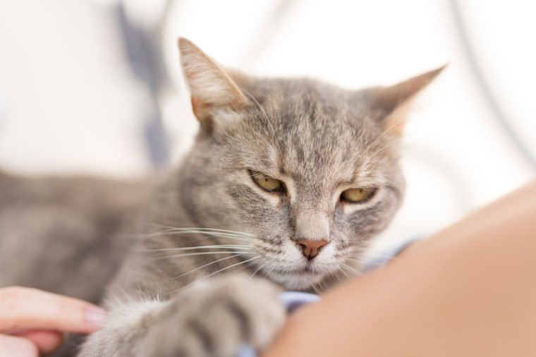 Top view of a furry tabby cat lying on its owner