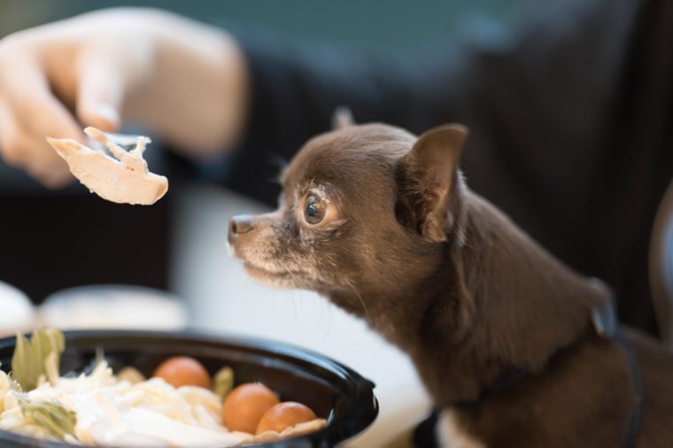 Cute brown chihuahua dog sniffing a food in restaurant