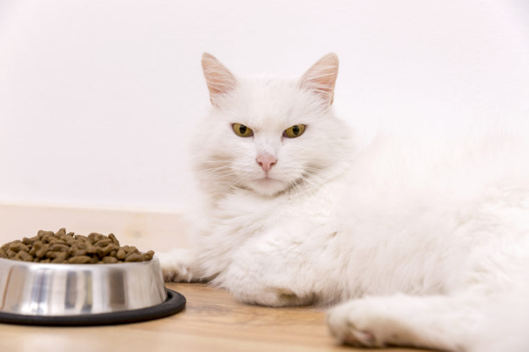 Beautiful tabby cat sitting next to a food bowl, placed on the floor, and eating