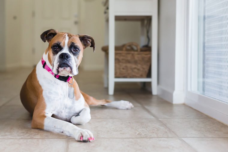 Young Boxer dog with painted nails looks into camera