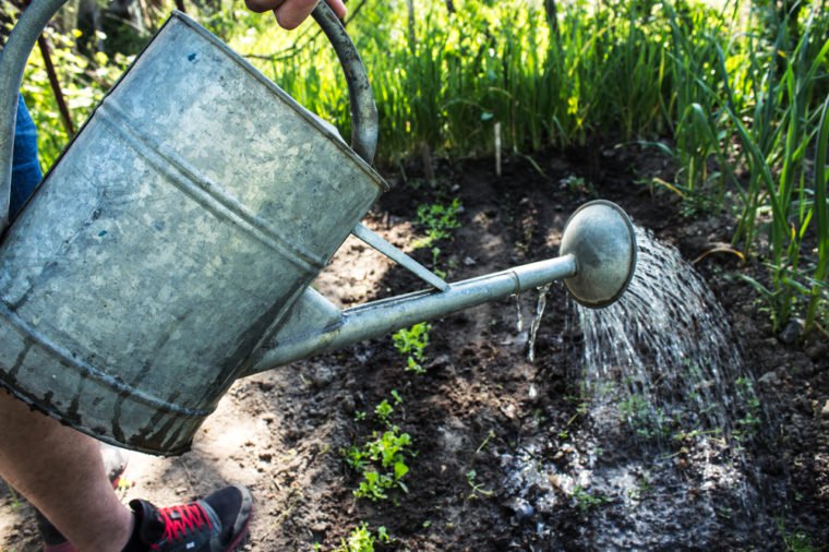Large iron watering can, watering plants