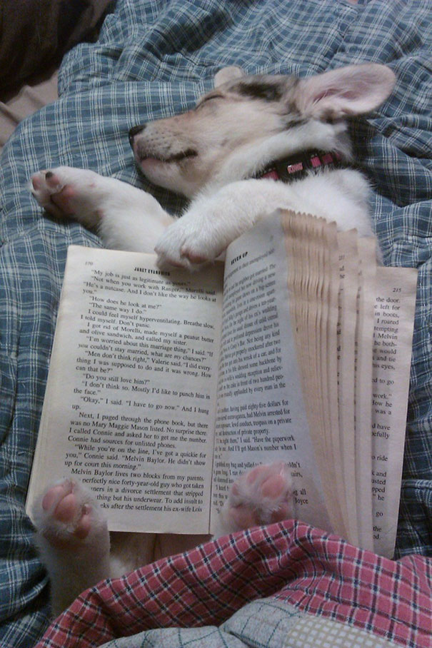 Book-Holding Puppy Is Sleeping