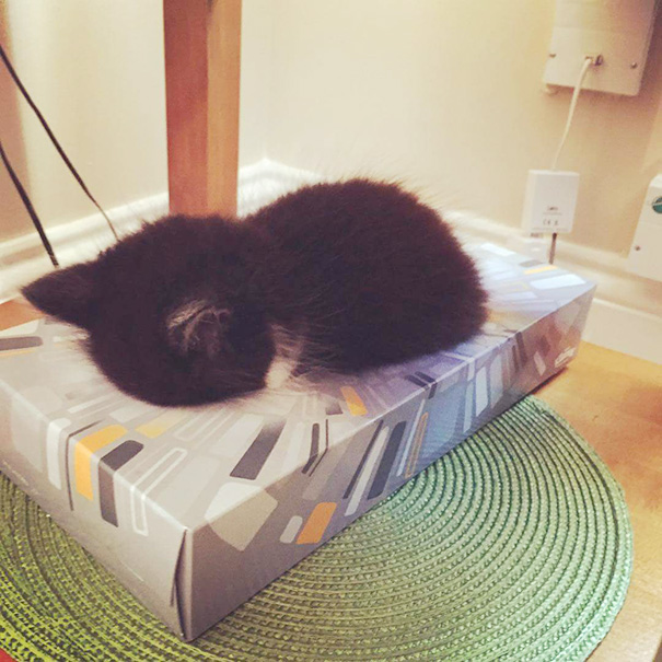 Omar Asleep In A Tissue Box