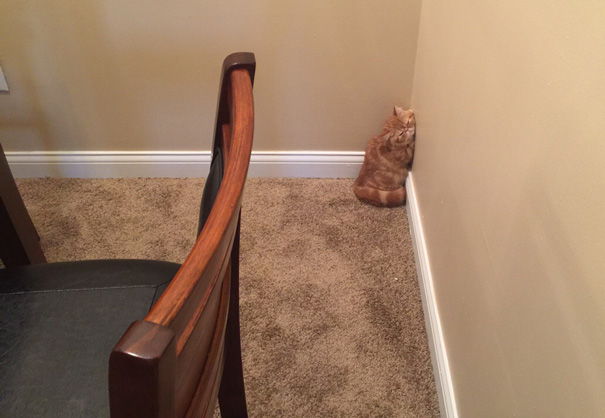 My New Kitten Just Fell Asleep Against The Wall