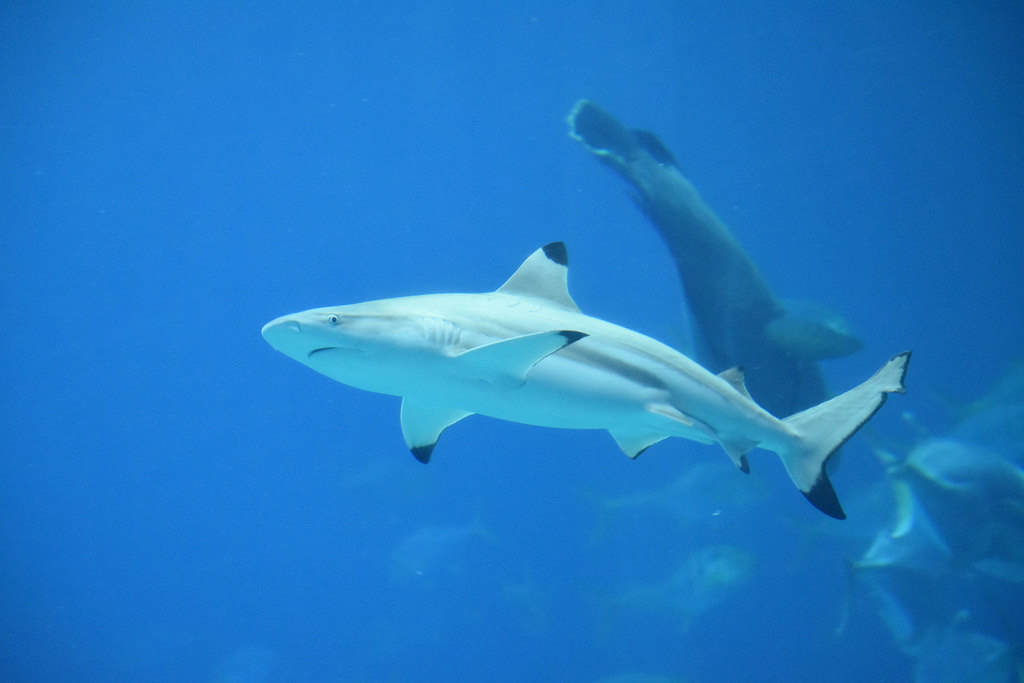 blue-sharks-1
