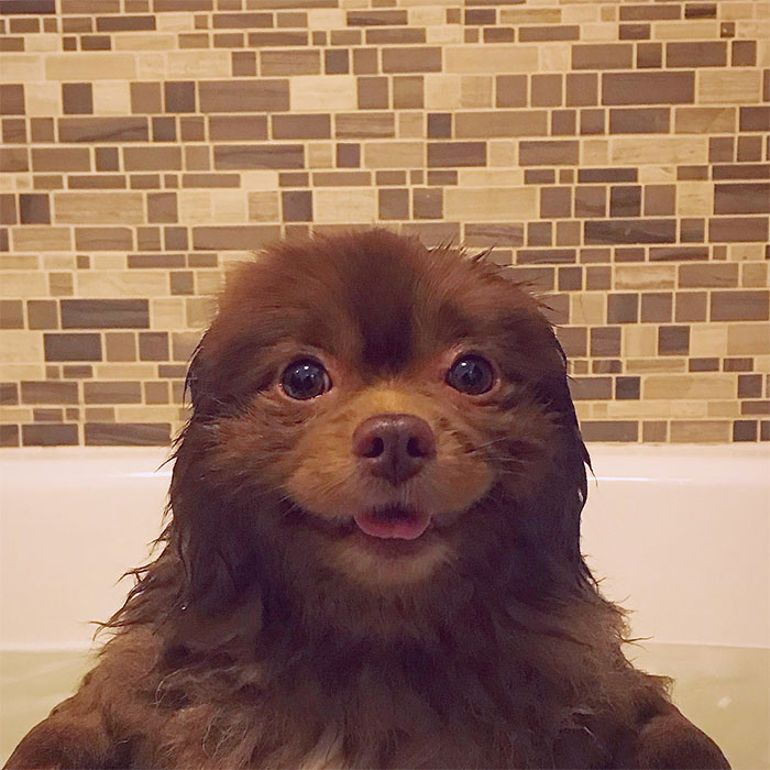 dog-cute-bertram-the-pomeranian-bertiebertthepom-1