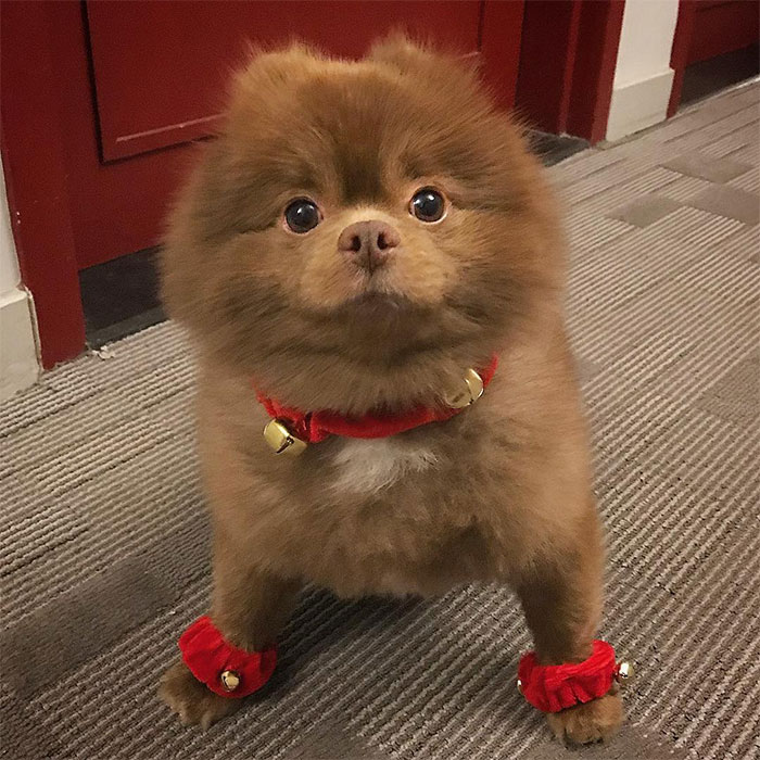 dog-cute-bertram-the-pomeranian-bertiebertthepom-2