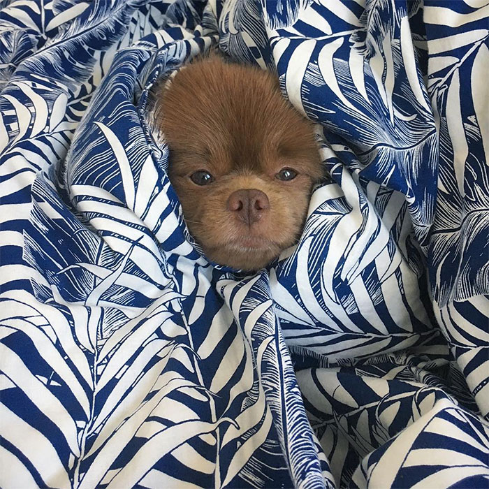 dog-cute-bertram-the-pomeranian-bertiebertthepom-3