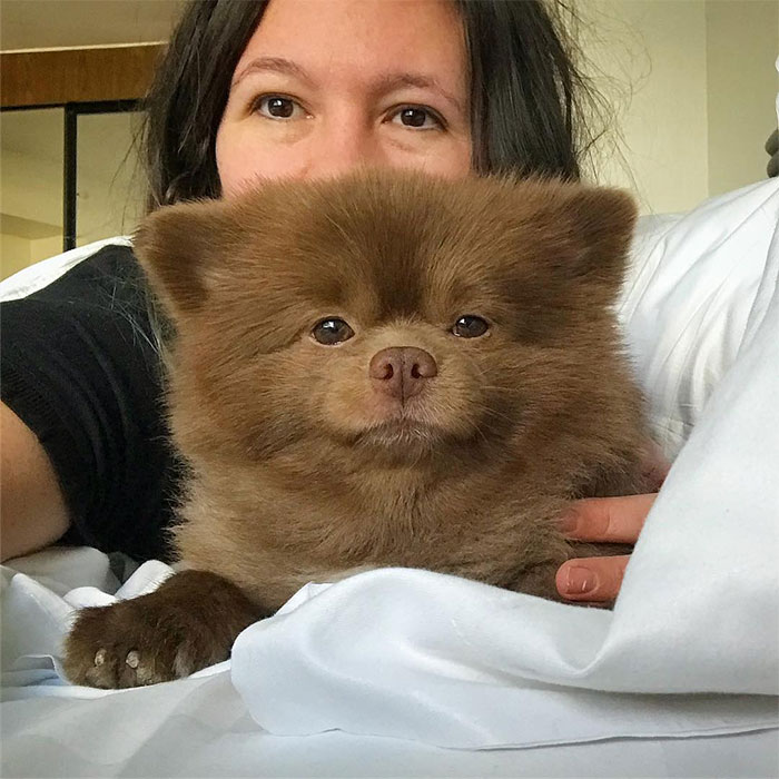 dog-cute-bertram-the-pomeranian-bertiebertthepom-4