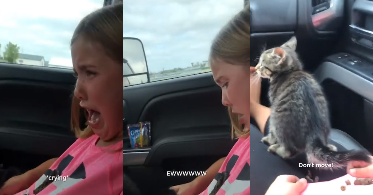 Chaton Miaule Quand Il Fait Caca Un chaton n'arrête pas de faire caca sur une fillette dans une voiture