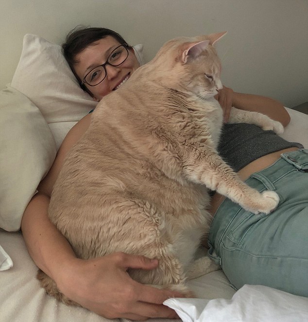 Ce Chat En Surpoids Surnomme Le Vrai Garfield Est Mis Au Regime Strict Par Ses Nouveaux Proprietaires Vonjour Ce Chat En Surpoids Surnomme Le Vrai Garfield Est Mis Au Regime Strict Par Ses Nouveaux Proprietaires Vonjour