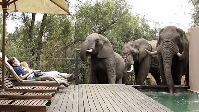 Tourists Froze By The Pool As Wild Elephants Stopped By For A Drink