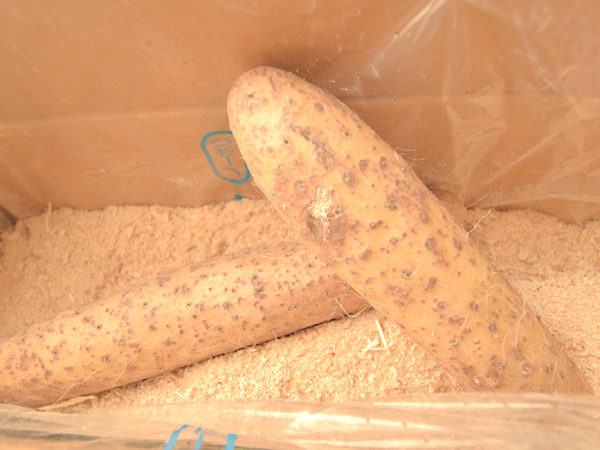 åæµ·éé å¥çºã®ãåå
ãã¬ã¤ã¢ì ëí ì´ë¯¸ì§ ê²ìê²°ê³¼