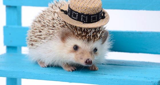 「ハリネズミ」の画像検索結果