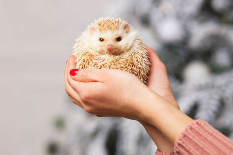 「ハリネズミ」の画像検索結果