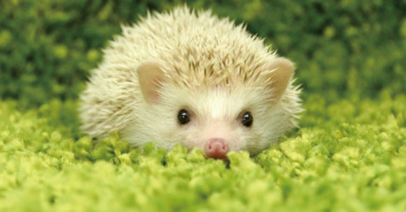 「ハリネズミ」の画像検索結果