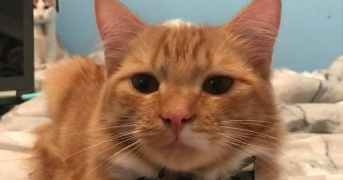 male orange tabby cat personality