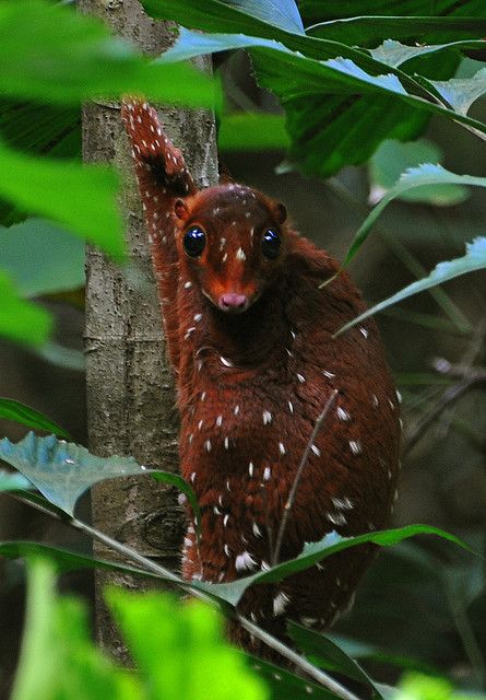 Colugo