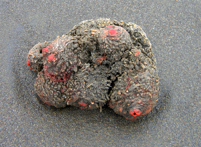 pyura chilensis
