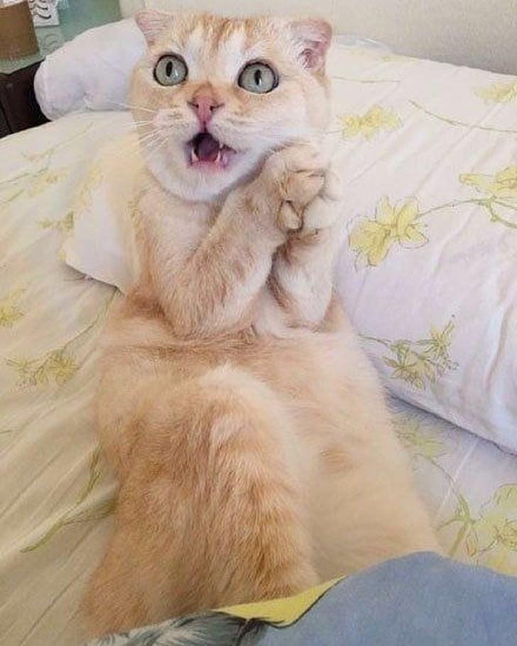 22 Fotos épicas de animales tomadas en el momento justo - Small Joys