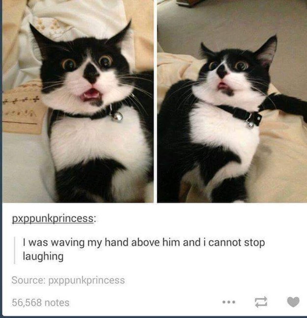 24 Purrrfect Cat Pictures That Impossible Not To Laugh At - Small Joys