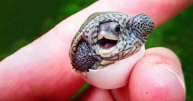 Baby turtle hatching