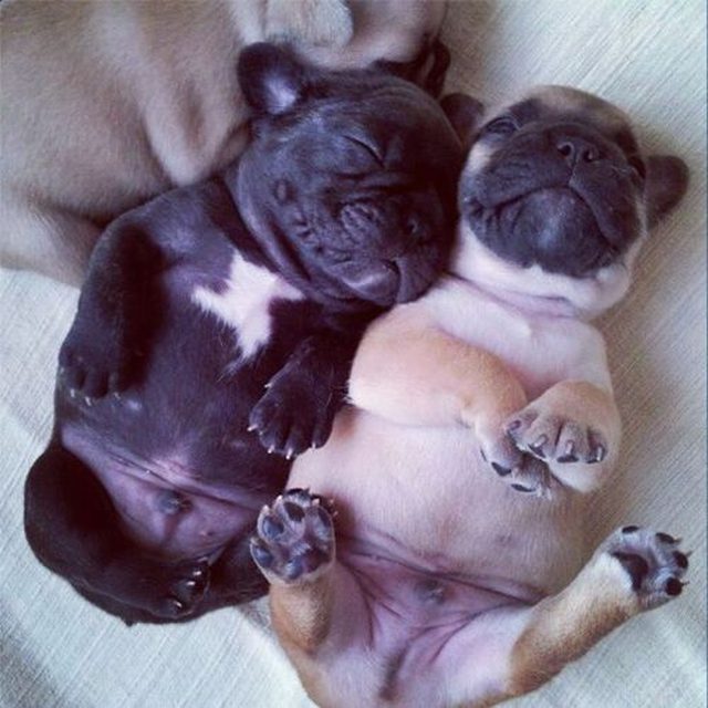 Sleeping pug puppies