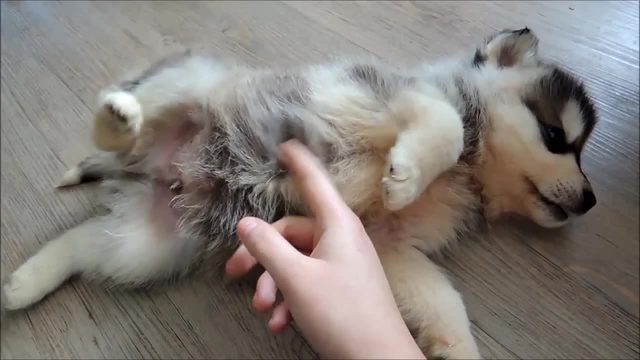 Poking a chubby puppy