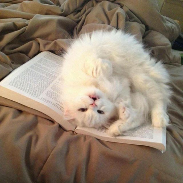 Kitten rolling around on a book