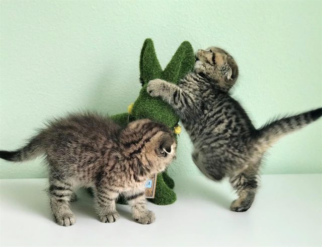Kittens attacking something?