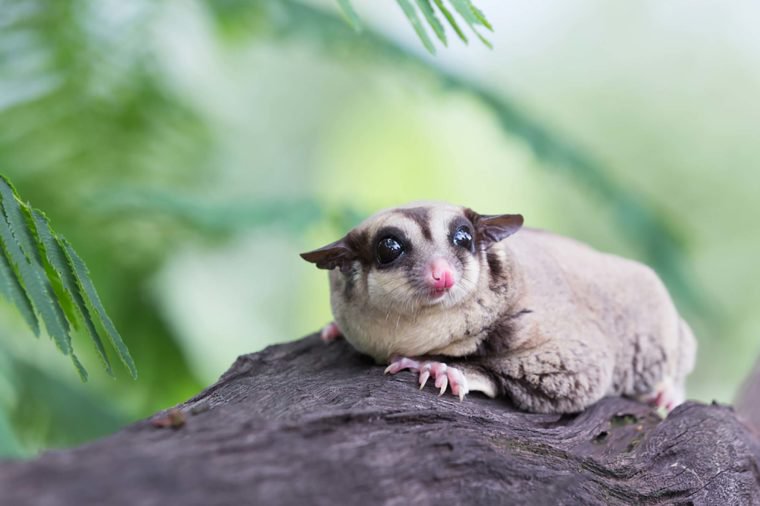 Sugar-glider