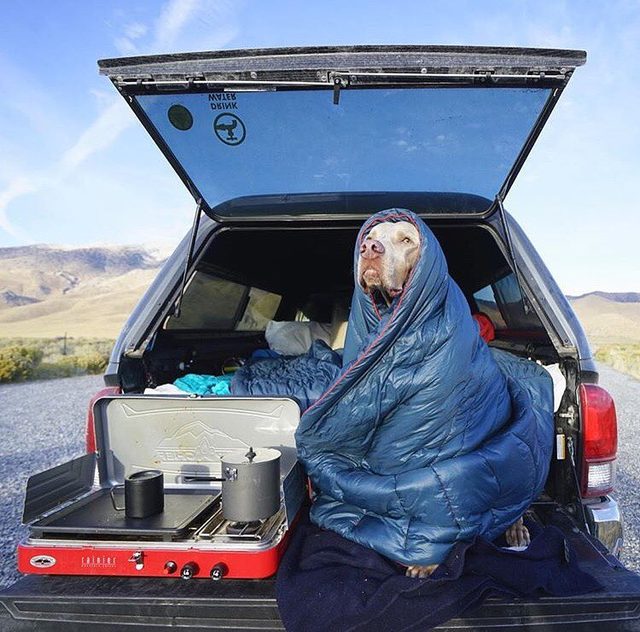 23 dogs living their best life as camping rock stars