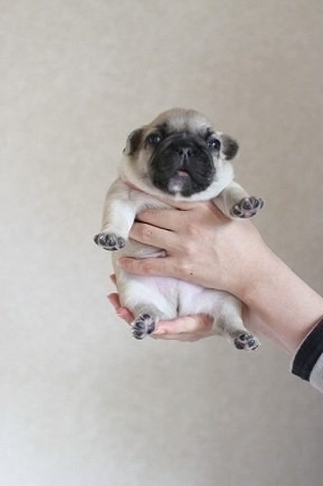 Fat little pug