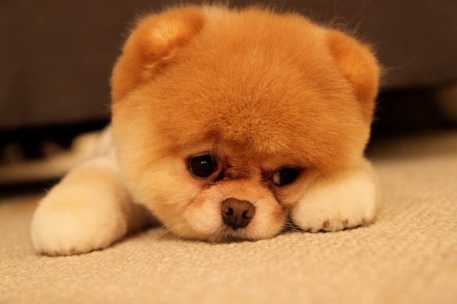 Sad looking puppy!