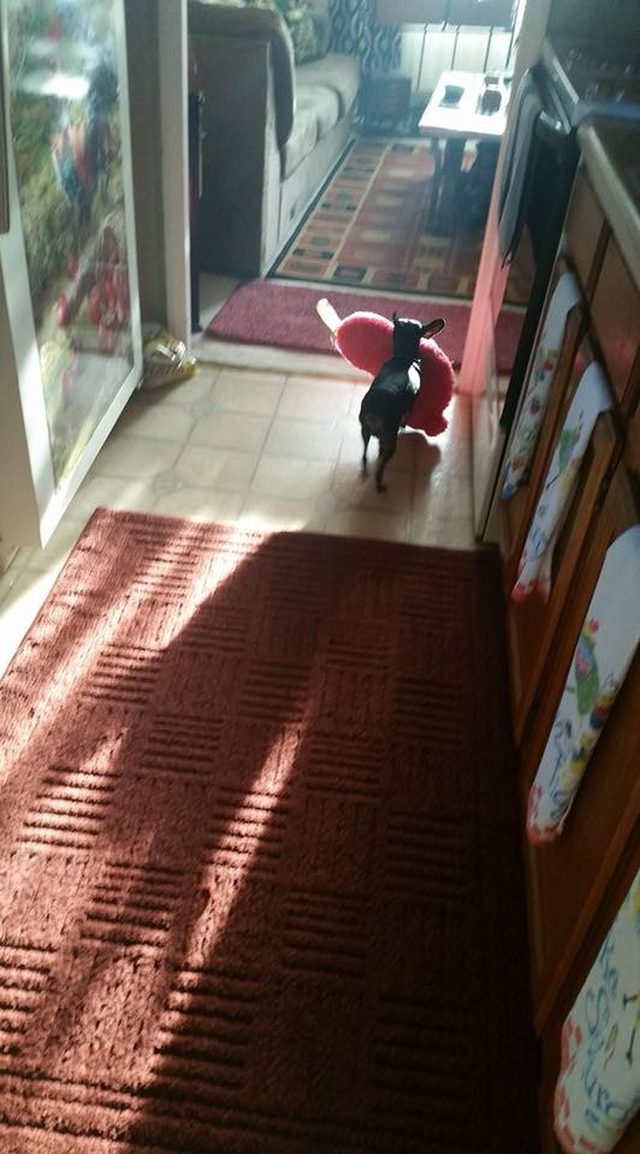 A chihuahua carrying a pillow