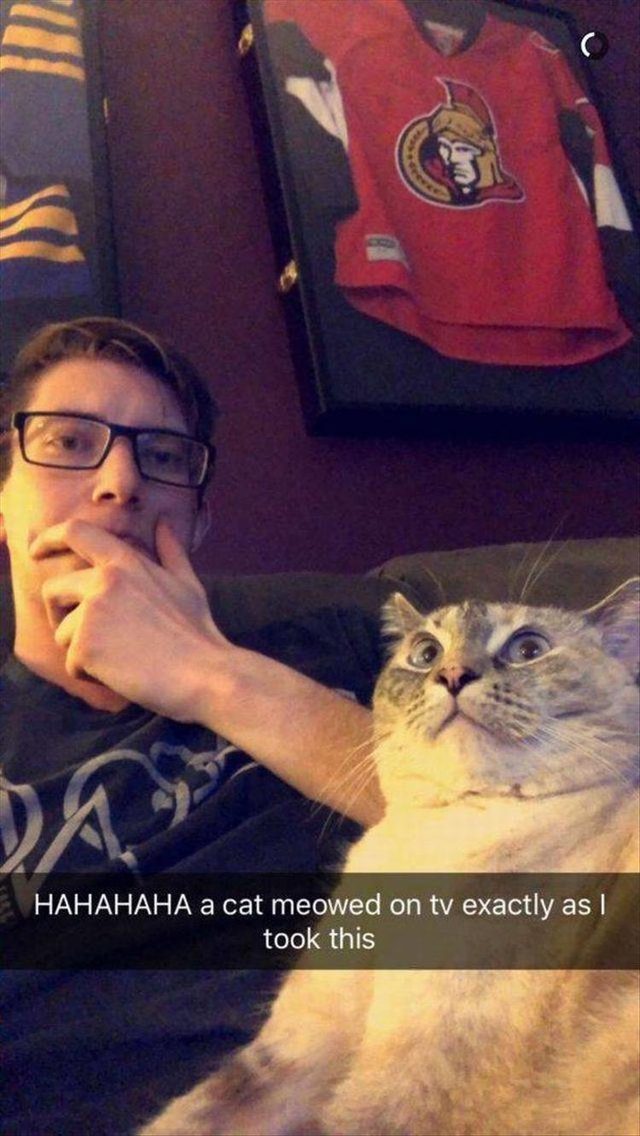 Snapchat of a cat looking surprised because a cat meowed on tv