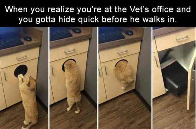 Cat hiding in garbage can at vet