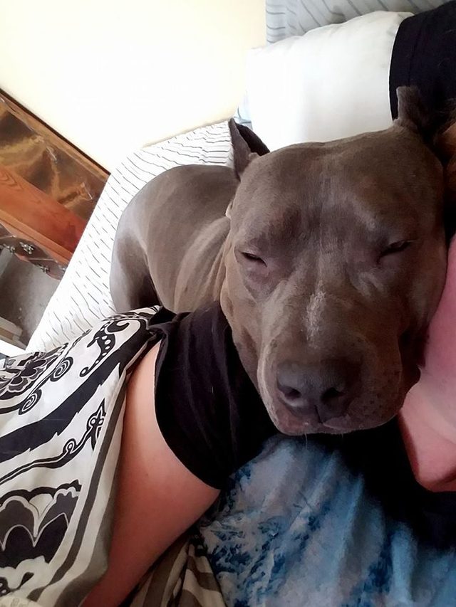 Sleepy pitbull